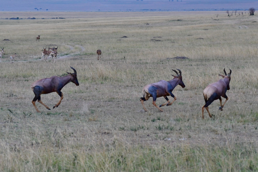 Masai Mara Nat. Reserve